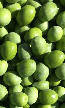 Olive in salamoia